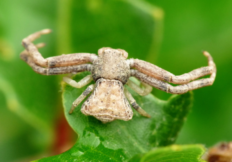 Pistius truncatus